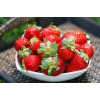 草莓果粉 草莓粉 凤梨草莓 红莓 洋莓 果蔬粉 厂家直销