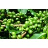 绿咖啡豆提取物 10%-50% 总绿原酸 天然保健品原料