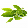 绿茶提取物 茶多酚、EGCG、表儿茶素、茶叶茶氨酸