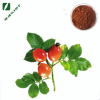 欧泽生物 刺玫果提取物10:1  5%VC15%多酚刺玫果粉
