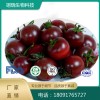 黑番茄提取物 花青素，番茄红素。果粉
