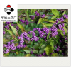裸花紫珠提取物(总黄酮、木犀草苷、毛蕊糖花苷）